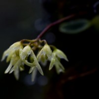 Bulbophyllum trimenii (Hook.f.) J.J.Sm.